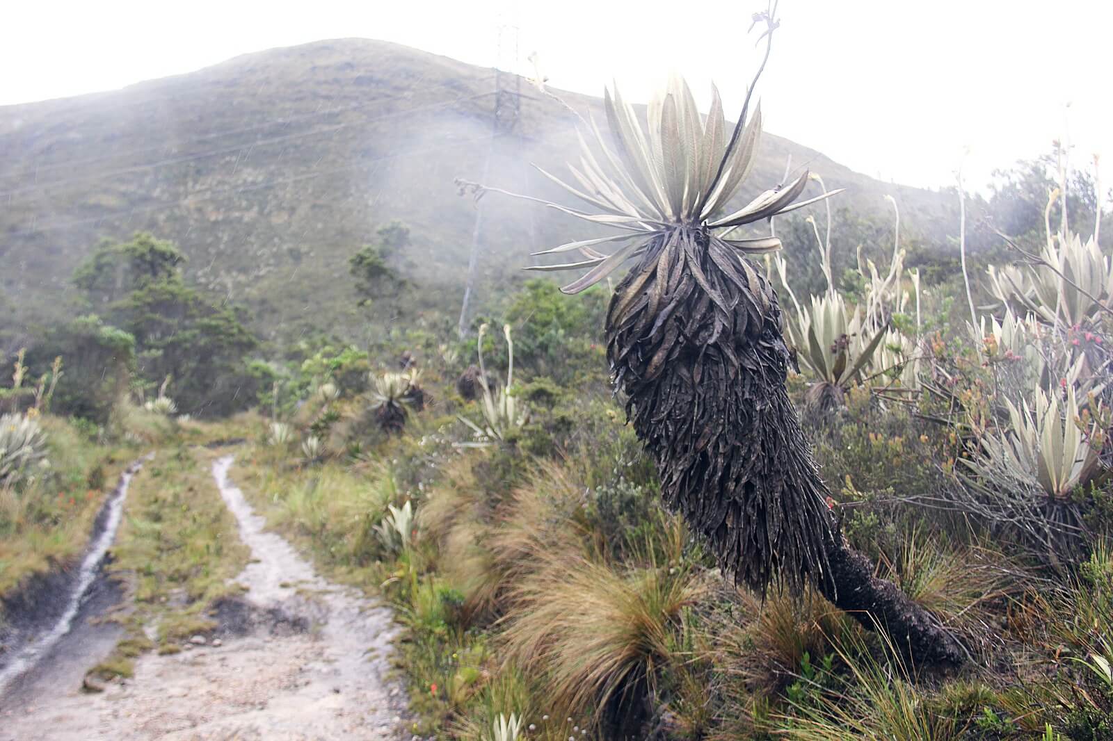 Cerros Orientales: el camino entre Guadalupe y Aguanoso estará abierto al público a partir de este fin de semana.