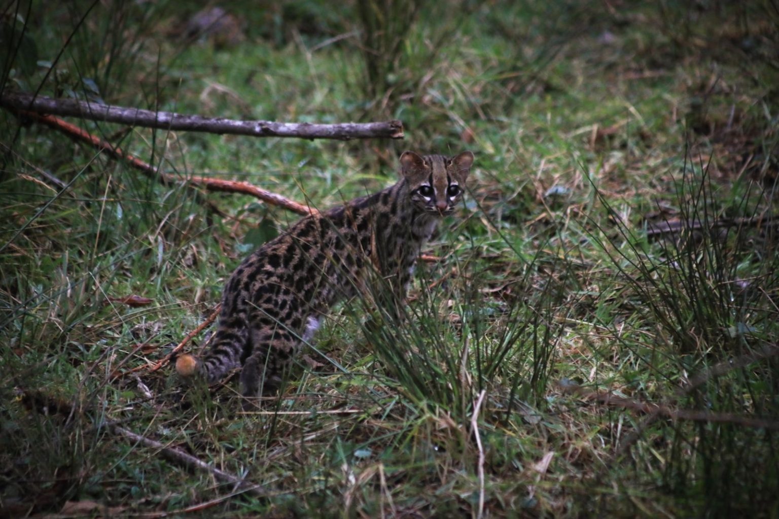 La CAR libera un tigrillo lanudo en Cundinamarca, contribuyendo a la ...
