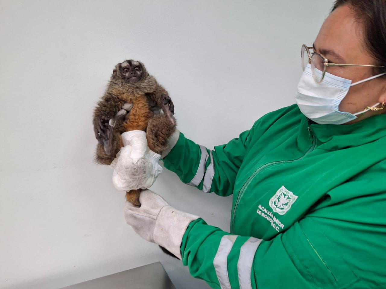 La Secretaría de Ambiente de Bogotá, rescata un primate que estaba transitando por las calles de Bosa.