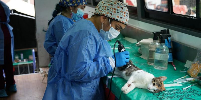 Cundinamarca avanza en bienestar animal: más de 18.000 esterilizaciones en 18 meses