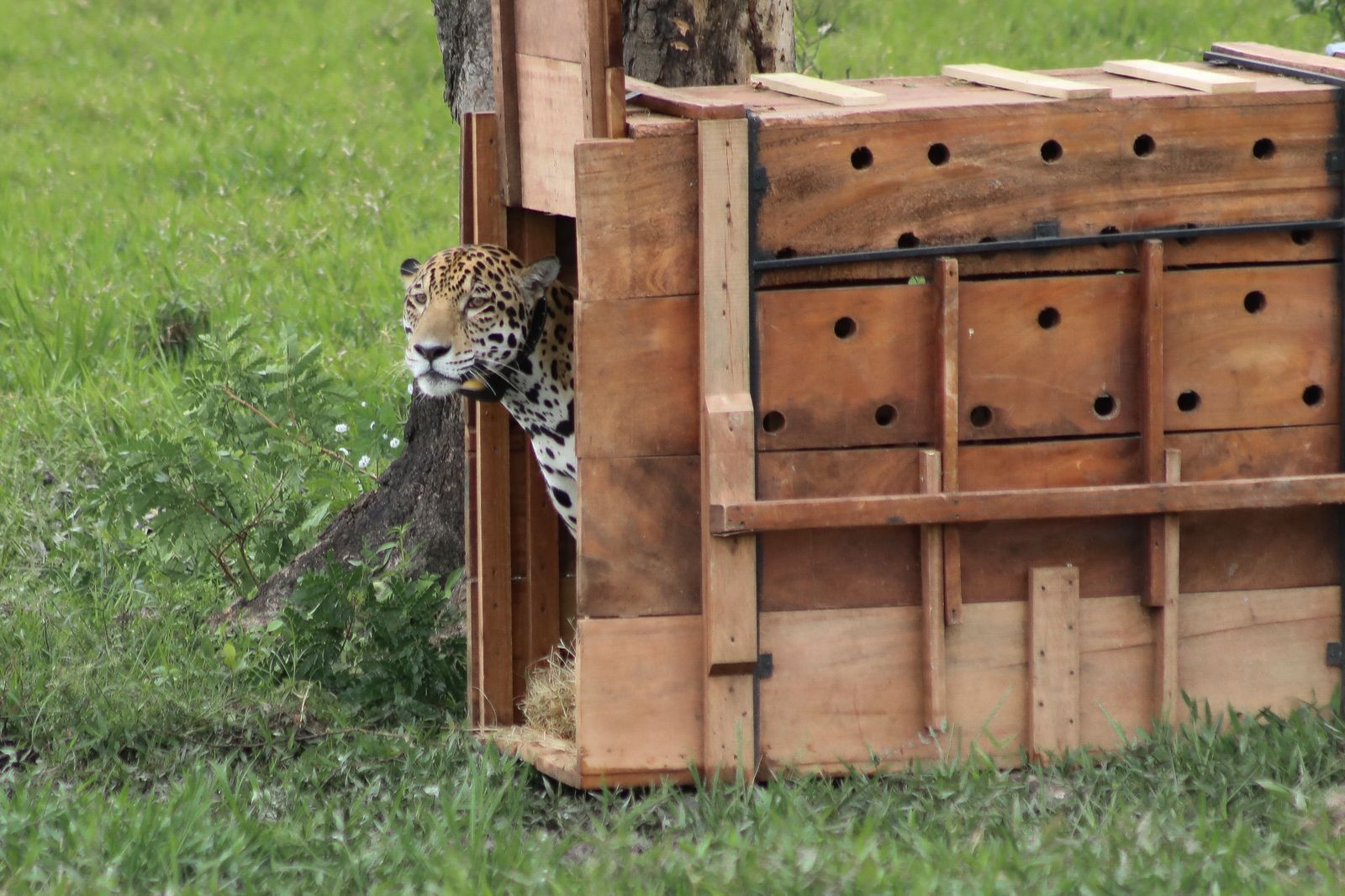 «De Cundinamarca a la frontera: el jaguar monitoreado por la CAR lleva 590 km recorridos