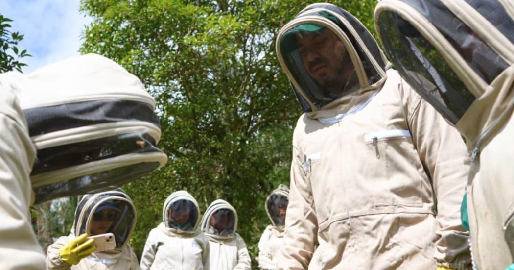 Bogotá consolida su clínica de abejas: un puente entre el rescate urbano y la reforestación rural